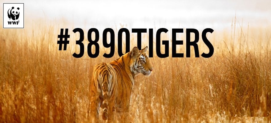 Tiger против исчезновения тигров 