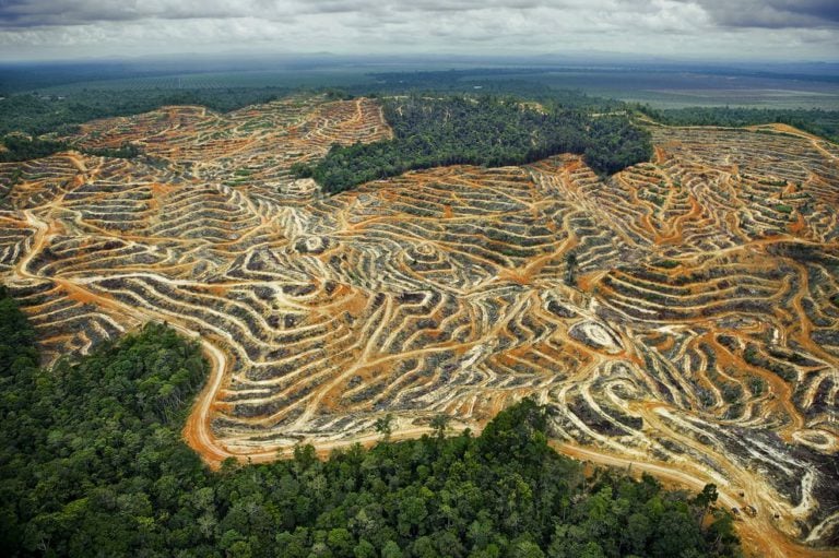 作為環境問題的森林砍伐：後果和解決方案