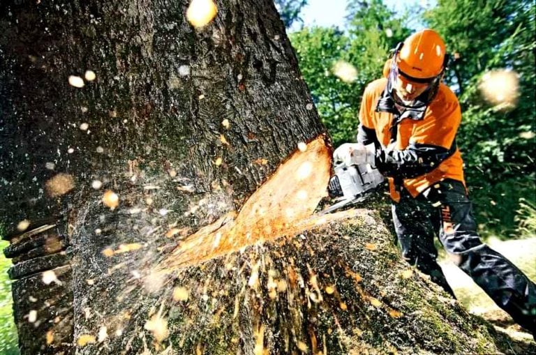 Ответственность за незаконную вырубку леса: уголовная и административная ответственность