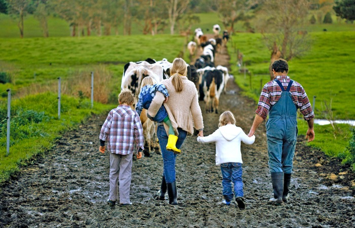 Семейные животноводческие фермы — программа поддержки, её суть и условия участия