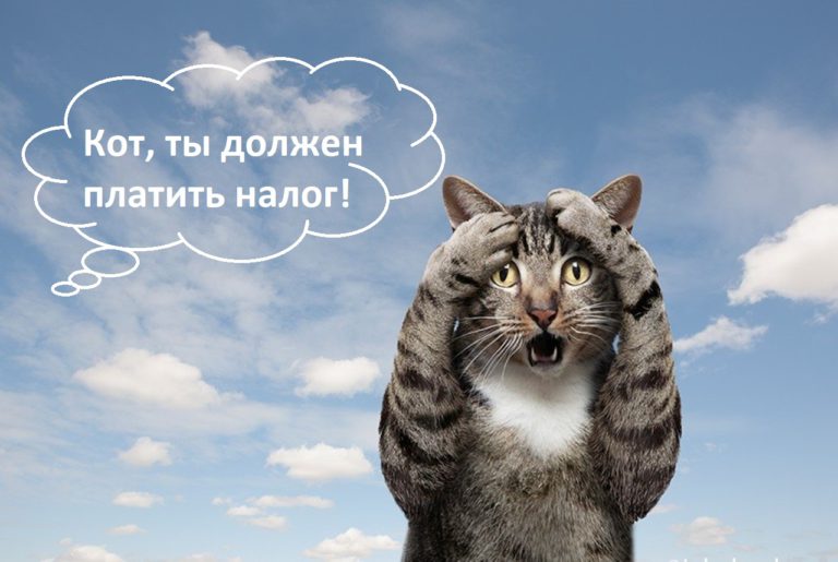 Когда введут налог на домашних животных в России? Сколько придется платить?