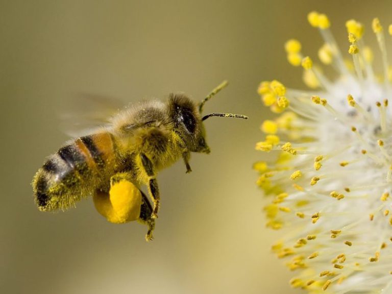 Пчёлы исчезают — люди умирают