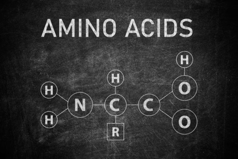 Acides aminés : rôle dans le corps humain