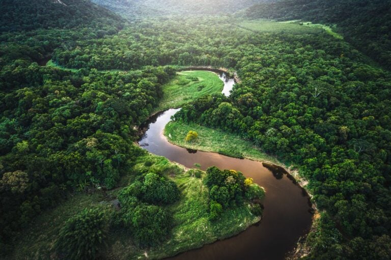 Amazonian jungle and the Amazon