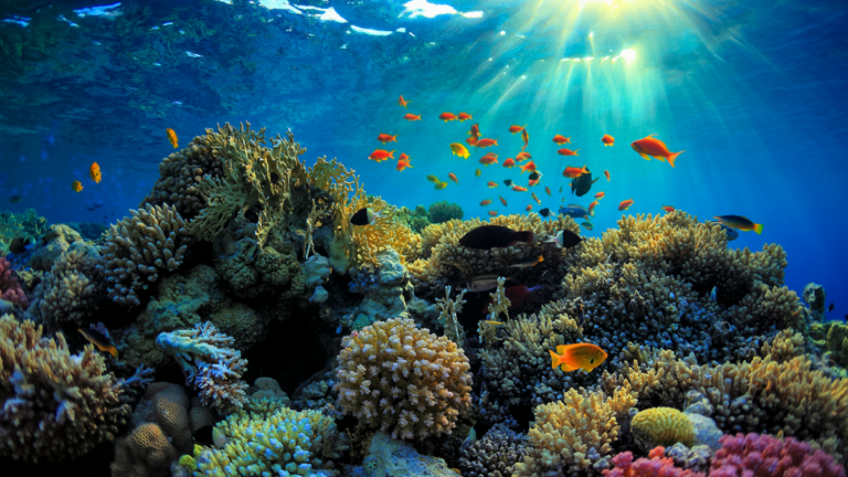 Great Barrier Reef, dünyadaki en büyük canlı organizmadır.
