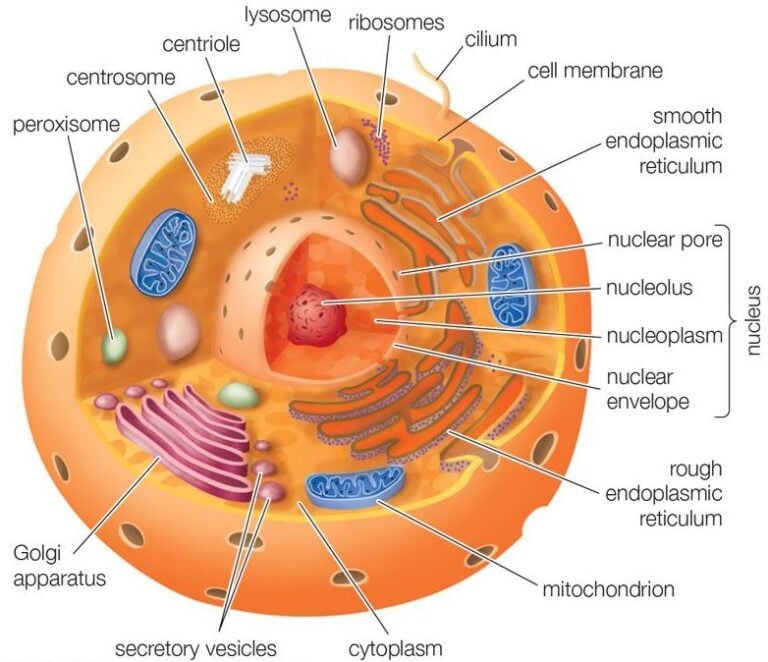 Typical animal cell