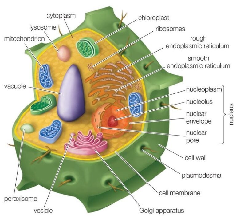 Typical plant cell