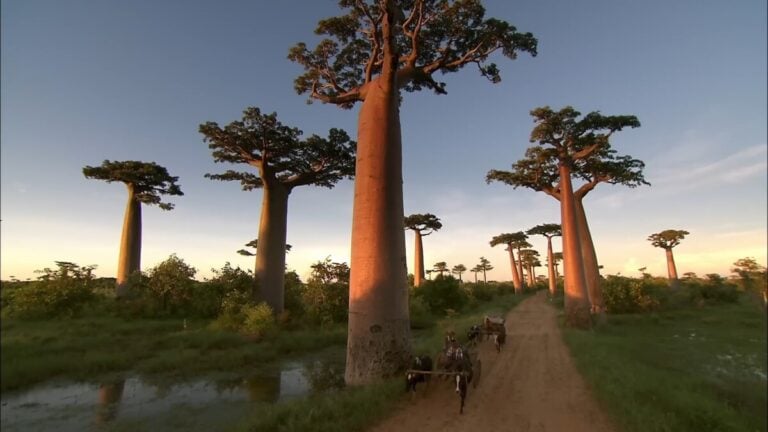30 faits intéressants sur la belle Madagascar